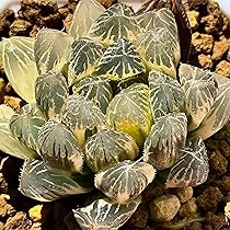 ☆☆臙脂交配錦＊ハオルチア＊錦☆☆ 臙脂交配錦＊ハオルチア＊錦 Amazon｜多肉植物 観葉